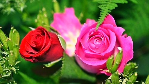 Инструкция как выбрать и сохранить срезанные розы